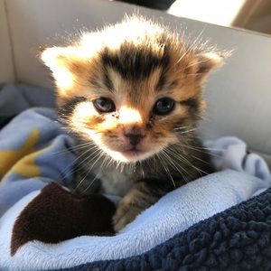 Meet your Posher, Brooklyn